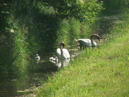 zwanen in de sloot naast de camping