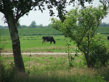 koeien grazen in de wei