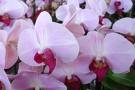 orchideeenhoeve